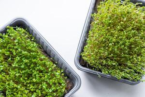 Fresh microgreens. Container of freshly sprouted microgreens. Container with microgreens on a white background. Healthy eating concept. photo