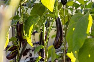 Ripe eggplants hanging from a plant in a greenhouse. The eggplants are dark purple and smooth, and they are growing vertically on a vine, held up by a white string. photo