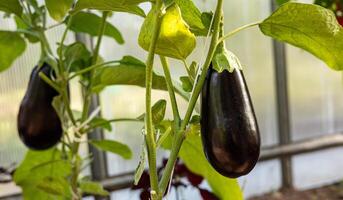 Ripe eggplants hanging from a plant in a greenhouse. The eggplants are dark purple and smooth, and they are growing vertically on a vine, held up by a white string. photo
