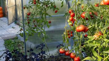 Tomato growing on branch. It is a special variety that stands out for its uniqueness and taste. The fruit has beautiful red and yellow patterns. Organic farming, tomato plants growth. photo