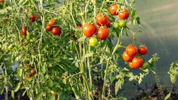 Tomato growing on branch. It is a special variety that stands out for its uniqueness and taste. The fruit has beautiful red and yellow patterns. Organic farming, tomato plants growth. photo
