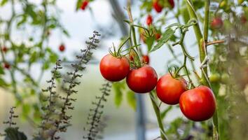 Tomato growing on branch. It is a special variety that stands out for its uniqueness and taste. The fruit has beautiful red and yellow patterns. Organic farming, tomato plants growth. photo