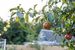 Bountiful apple tree laden with ripe apples. The branches are heavy with fruit, and the green leaves create a lush backdrop. photo