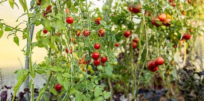 Tomato growing on branch. It is a special variety that stands out for its uniqueness and taste. The fruit has beautiful red and yellow patterns. Organic farming, tomato plants growth. photo