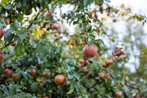 Bountiful apple tree laden with ripe apples. The branches are heavy with fruit, and the green leaves create a lush backdrop. photo