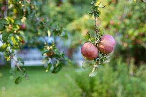 Bountiful apple tree laden with ripe apples. The branches are heavy with fruit, and the green leaves create a lush backdrop. photo