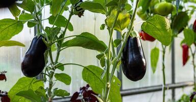 Ripe eggplants hanging from a plant in a greenhouse. The eggplants are dark purple and smooth, and they are growing vertically on a vine, held up by a white string. photo