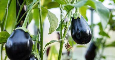 Ripe eggplants hanging from a plant in a greenhouse. The eggplants are dark purple and smooth, and they are growing vertically on a vine, held up by a white string. photo