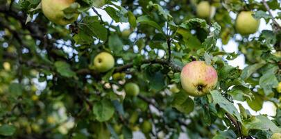 Bountiful apple tree laden with ripe apples. The branches are heavy with fruit, and the green leaves create a lush backdrop. photo