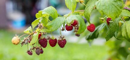 Close-up of a raspberry plant with ripe and unripe berries. Raspberries begin to redden as they ripen on a branch. The background is blurred. photo