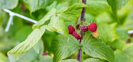Close-up of a raspberry plant with ripe and unripe berries. Raspberries begin to redden as they ripen on a branch. The background is blurred. photo