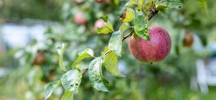 Bountiful apple tree laden with ripe apples. The branches are heavy with fruit, and the green leaves create a lush backdrop. photo