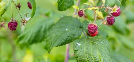 Close-up of a raspberry plant with ripe and unripe berries. Raspberries begin to redden as they ripen on a branch. The background is blurred. photo