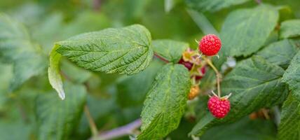 Close-up of a raspberry plant with ripe and unripe berries. Raspberries begin to redden as they ripen on a branch. The background is blurred. photo