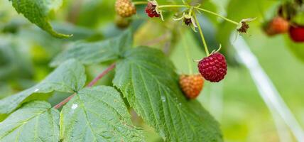 Close-up of a raspberry plant with ripe and unripe berries. Raspberries begin to redden as they ripen on a branch. The background is blurred. photo