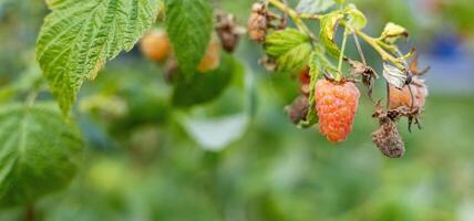 Close-up of a raspberry plant with ripe and unripe berries. Raspberries begin to redden as they ripen on a branch. The background is blurred. photo