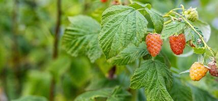Close-up of a raspberry plant with ripe and unripe berries. Raspberries begin to redden as they ripen on a branch. The background is blurred. photo