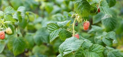 Close-up of a raspberry plant with ripe and unripe berries. Raspberries begin to redden as they ripen on a branch. The background is blurred. photo