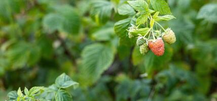 Close-up of a raspberry plant with ripe and unripe berries. Raspberries begin to redden as they ripen on a branch. The background is blurred. photo