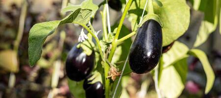 Ripe eggplants hanging from a plant in a greenhouse. The eggplants are dark purple and smooth, and they are growing vertically on a vine, held up by a white string. photo