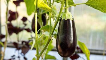Ripe eggplants hanging from a plant in a greenhouse. The eggplants are dark purple and smooth, and they are growing vertically on a vine, held up by a white string. photo