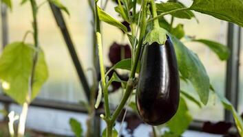 Ripe eggplants hanging from a plant in a greenhouse. The eggplants are dark purple and smooth, and they are growing vertically on a vine, held up by a white string. photo
