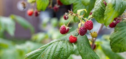 Close-up of a raspberry plant with ripe and unripe berries. Raspberries begin to redden as they ripen on a branch. The background is blurred. photo