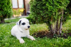 A very fluffy young homeless white dog with dark spots is napping on the lush green grass in the summer photo
