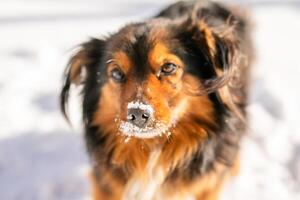 A fluffy black-and-tan stray dog with beautiful fuzzy ears walks down the street in the winter cold photo