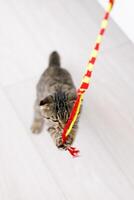 A Scottish lop-eared cat plays with ribbons on a light-colored wood floor photo