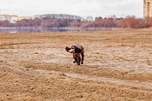 Energetic Brown Springer Spaniel Frolicking on Sandy Shore photo