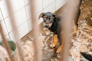 A sad stray dog sits in a dirty cage at the shelter, looking forlorn photo