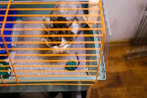 An unhappy homeless cat is sitting in a cage at an animal shelter photo