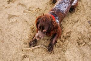 Brown Springer Spaniel Enjoying Playtime on Riverbank photo