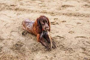 Brown Springer Spaniel Having Fun on Sandbank photo