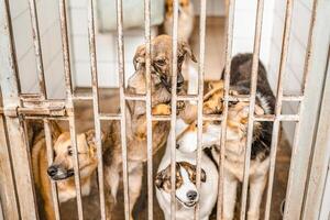 A sad stray dog sits in a dirty cage at the shelter, looking forlorn photo