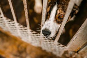 An unhappy homeless dog is in a filthy kennel at the shelter, gazing mournfully photo
