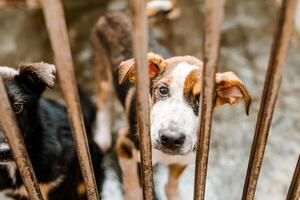 A sorrowful stray dog sits in a grimy cage in the shelter, looking pitiful photo