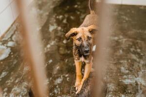 A sorrowful stray dog sits in a grimy cage in the shelter, looking pitiful photo