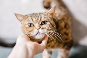 A suffering homeless cat sits in the shelter, looking mournfully and waiting for a family photo