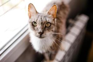 An unhappy ill cat sits in the shelter, looking pitiful and longing for a home photo