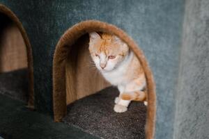 A sad, sick cat at the shelter gazes forlornly, waiting for an owner photo