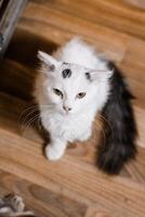 A miserable sick cat at the shelter watches sadly, hoping for a new owner photo