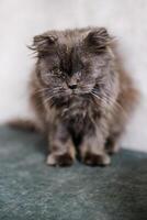 A suffering homeless cat sits in the shelter, looking mournfully and waiting for a family photo