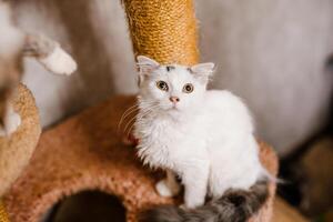 A miserable sick cat at the shelter watches sadly, hoping for a new owner photo