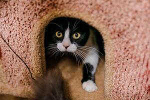 An unhappy ill cat sits in the shelter, looking pitiful and longing for a home photo