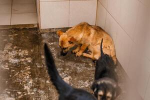An unhappy homeless dog is in a filthy kennel at the shelter, gazing mournfully photo