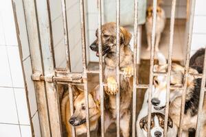 An unhappy homeless dog is in a filthy kennel at the shelter, gazing mournfully photo