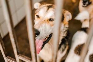 A sad stray dog sits in a dirty cage at the shelter, looking forlorn photo