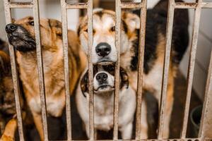 An unfortunate homeless dog stays in a dirty crate at the shelter, watching sadly photo